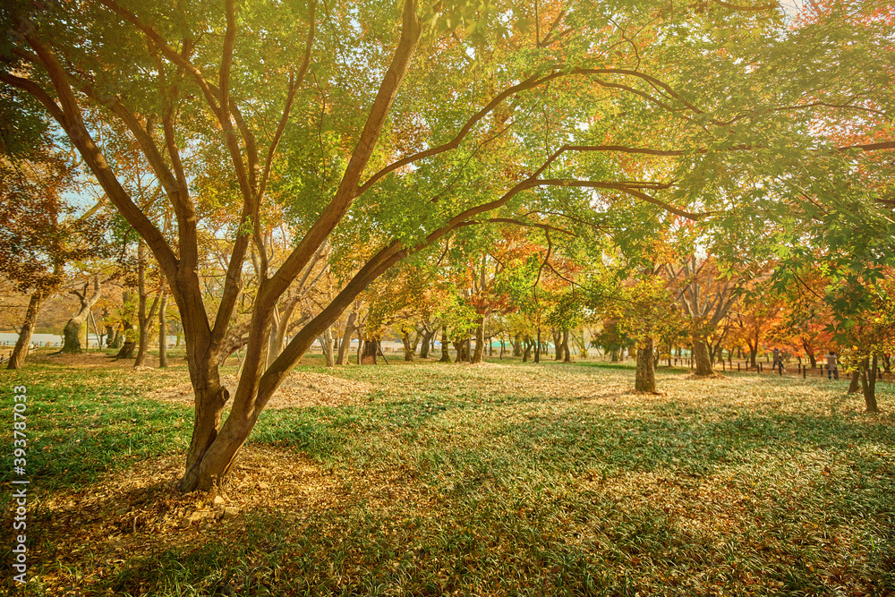 Naklejka premium 한국의 가을풍경. 햇빛, 나무와 잎