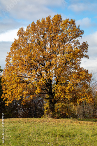 Oak tree with golden autumn foliage in sunny day. Colorful autumn landscape.