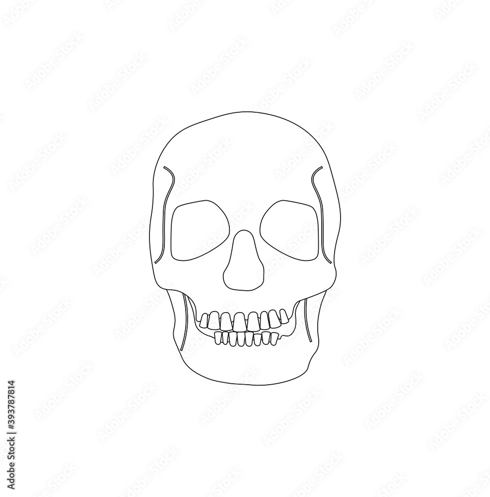 human skull on white background