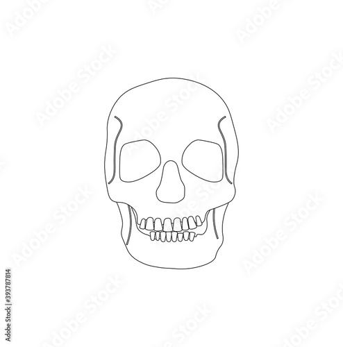 human skull on white background