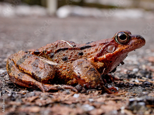 grass frog (rana temporaria) photo