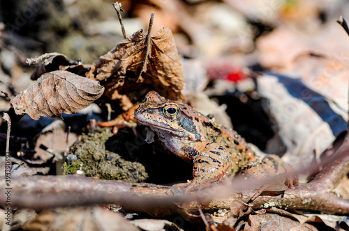 grass frog (rana temporaria) photo