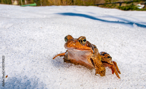 grass frog (rana temporaria) in the snow