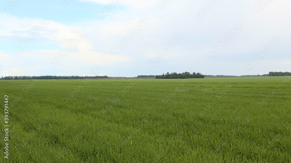 Obraz premium green field