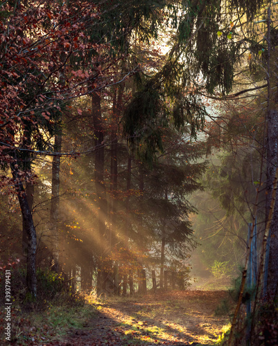 Sun beams break through the fog forest and seem on a path