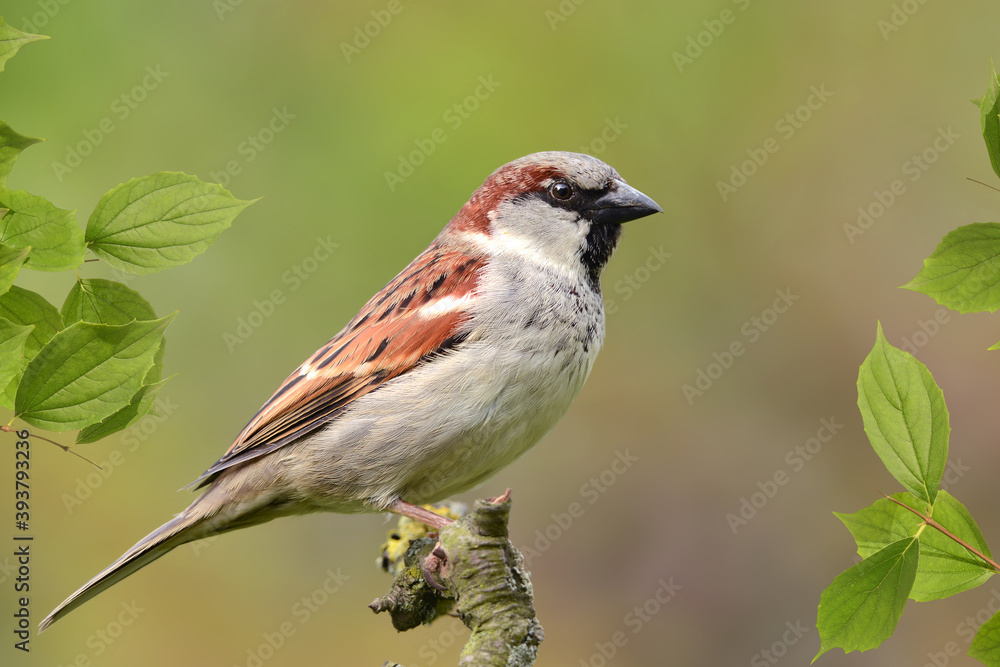 Fototapeta premium Vögel 139