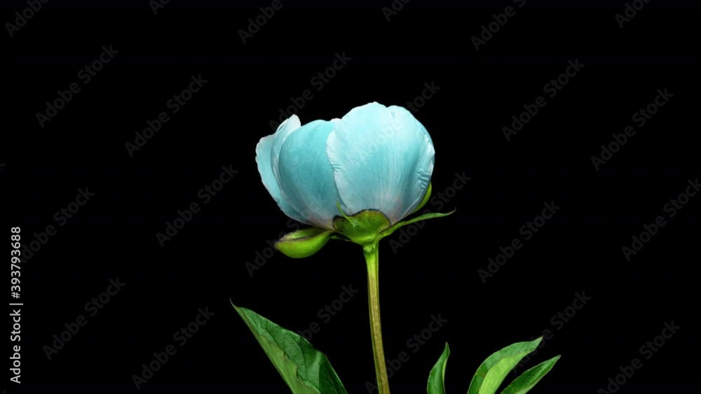 timelapse bouquet of pink peonies blooming on black background. Blooming peonies flowers open, close-up. Wedding backdrop, Valentine's Day. 4K UHD video. alpha channel timelapse bouquet of pink peonies blooming on black background. Blooming peonies flowers open, close-up. Wedding backdrop, Valentine's Day. 4K UHD video. alpha channel