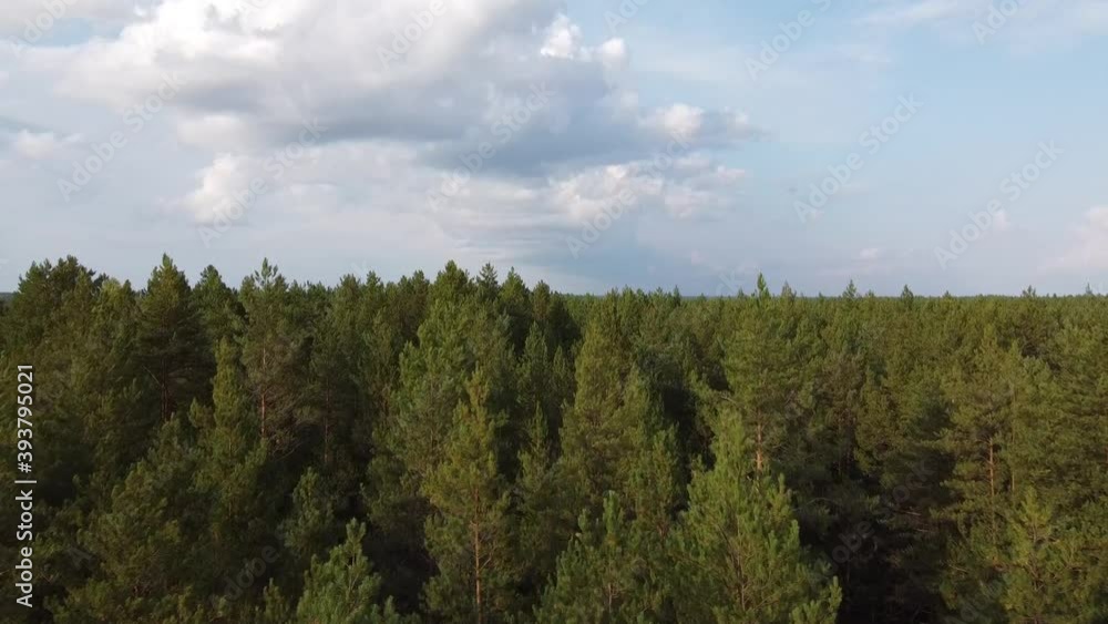 The quadcopter flies over the tops of the pine trees. View from above. Aerial photography The quadcopter flies over the tops of the pine trees. View from above. Aerial photography