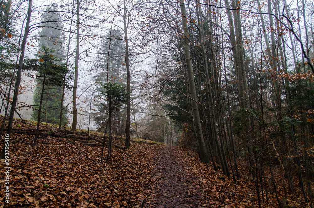 Fototapeta premium Jesienny las mgła 