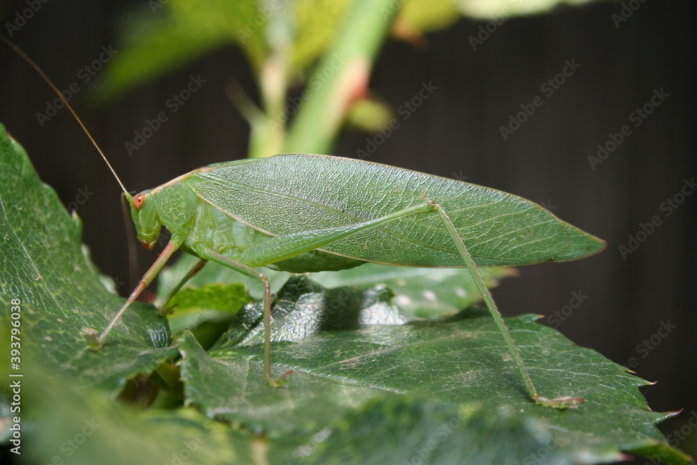 Gum Leaf Katydid (Torbia viridissima) Gum Leaf Katydid (Torbia viridissima)