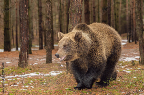 majestic male of brown bear (Ursus arctos) in winter forest, Europe, Czech republic wildlife