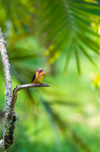 beautiful bird African pygmy kingfisher (Ispidina picta), small insectivorous kingfisher, Wondo Genet, Ethiopia Africa safari wildlife photo