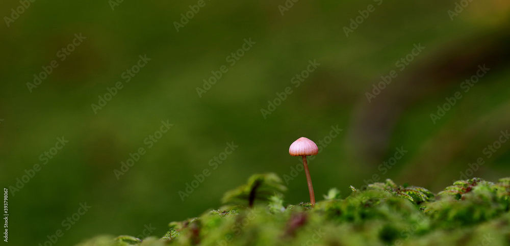 Obraz premium red poppy flower