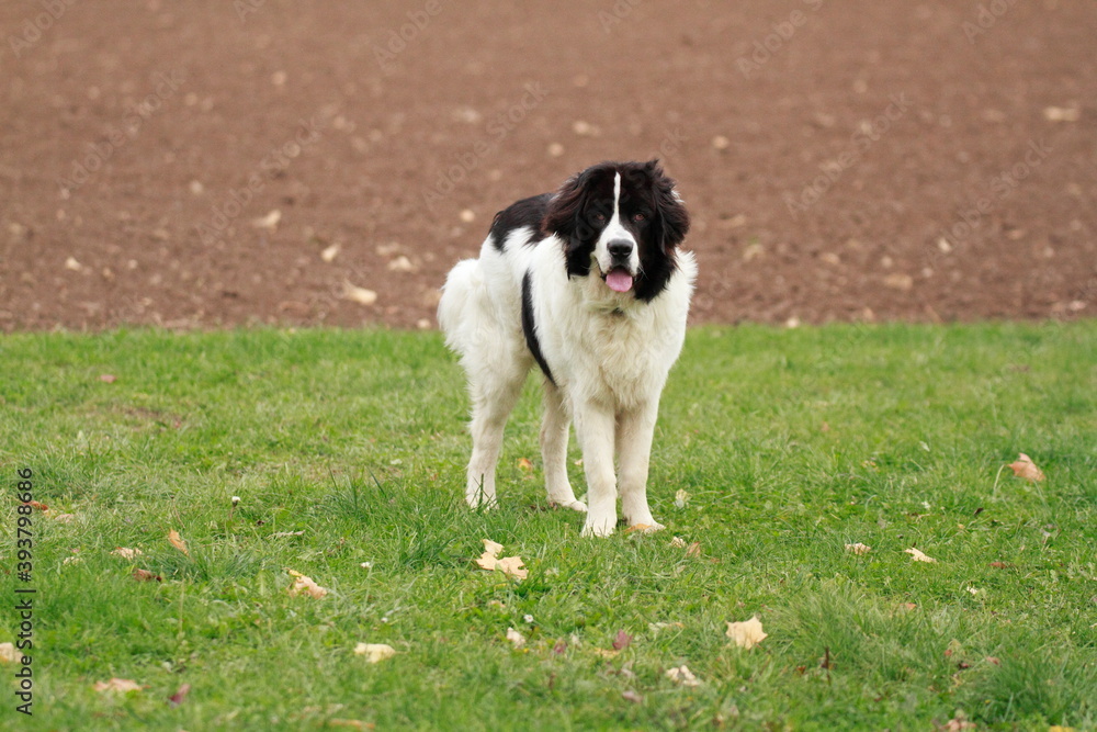 Big Landseer dog is very playful