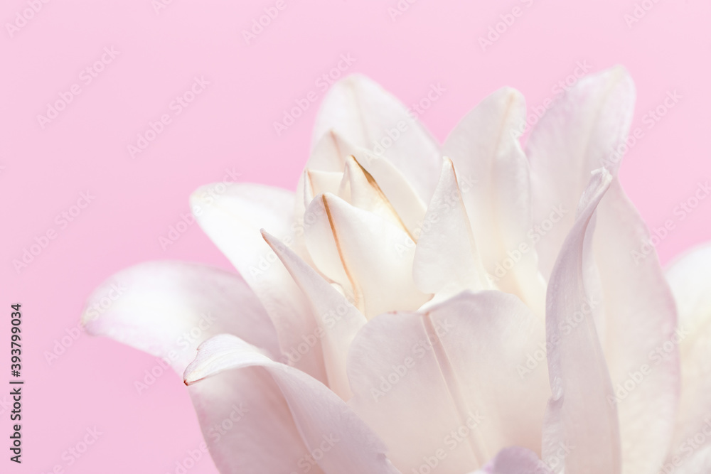 White lily flower, close up petals of peony lily on pink. Natural floral background. Macro photography.