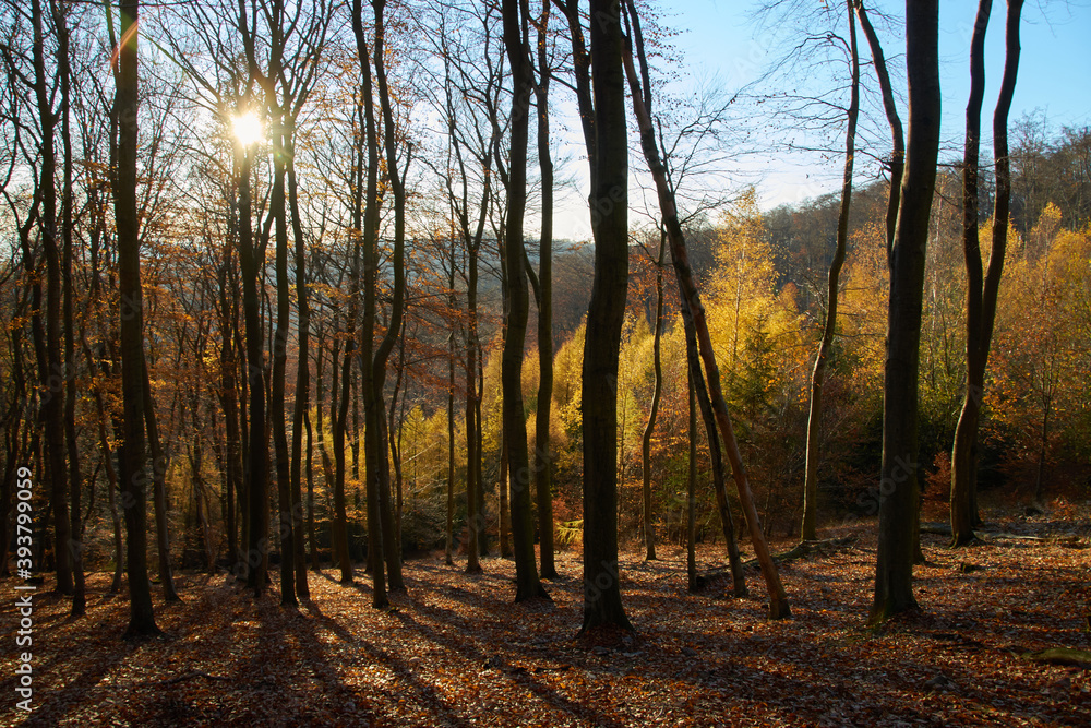 Obraz premium golden sunny autumn forest in october
