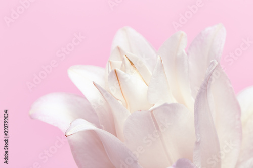 Fototapeta Naklejka Na Ścianę i Meble -  White lily flower, close up petals of peony lily on pink. Natural floral background. Macro photography.