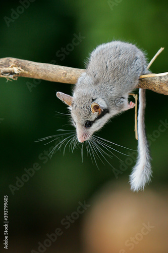Quadro su tela Garden Dormouse (Eliomys quercinus) close-up of climbing adult on branch, Spain