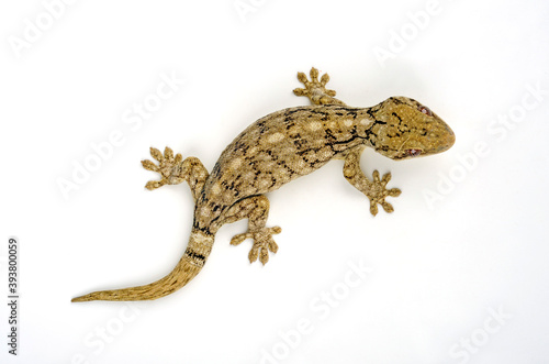 Riesen Wahlberggecko // Wahlberg’s Velvet Gecko (Homopholis wa photo