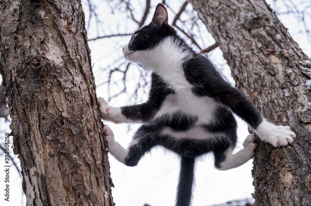 Fototapeta premium cat on tree, black and white cat between two tree trunks shows twine, ninja cat, Vandam cat