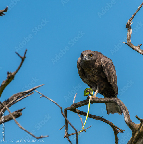 brown snake eagle