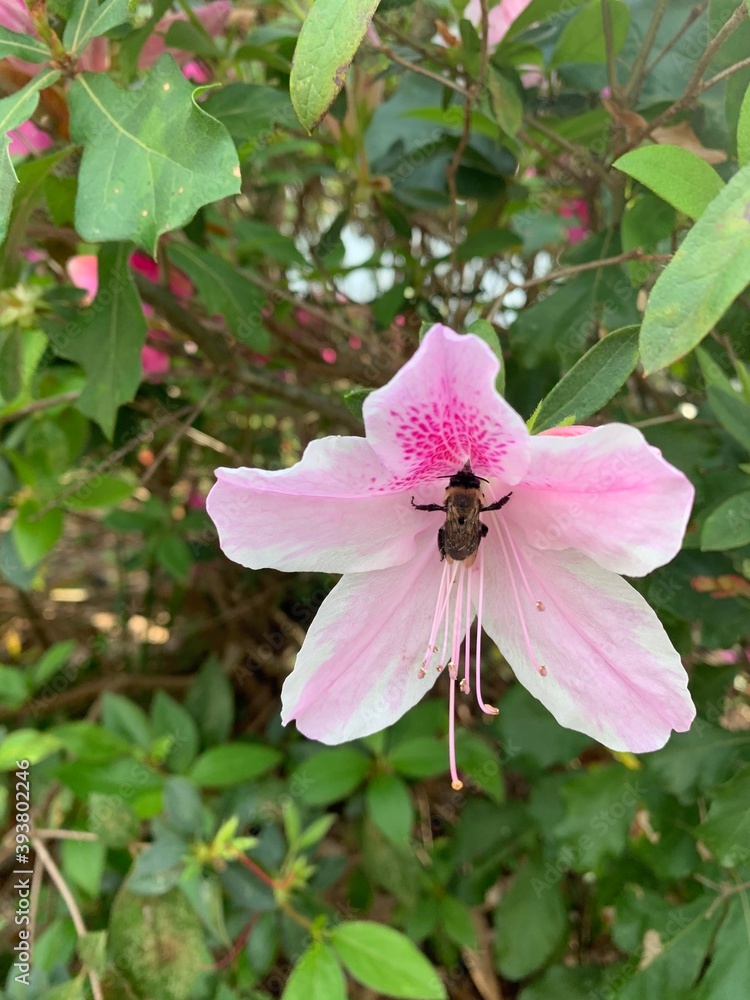 Obraz premium bee on flower