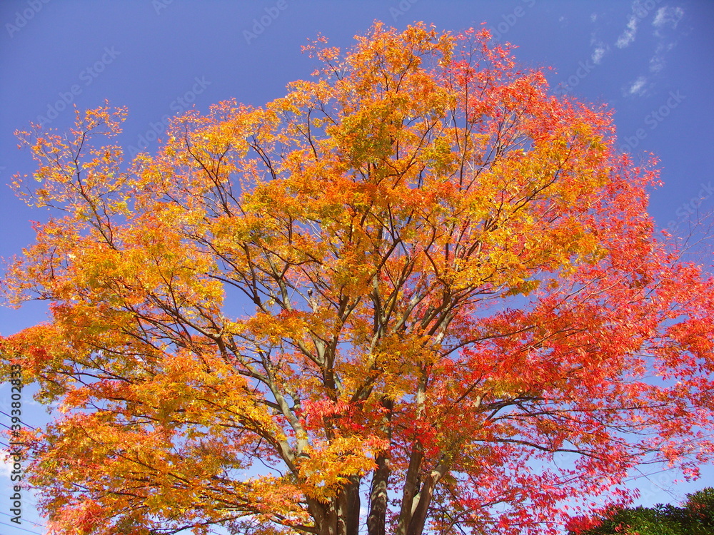 黄葉の欅と秋の青空