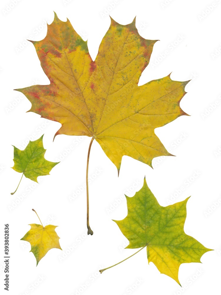 maple tree with yellow and multicolor leaves at autumn maple tree with yellow and multicolor leaves at autumn