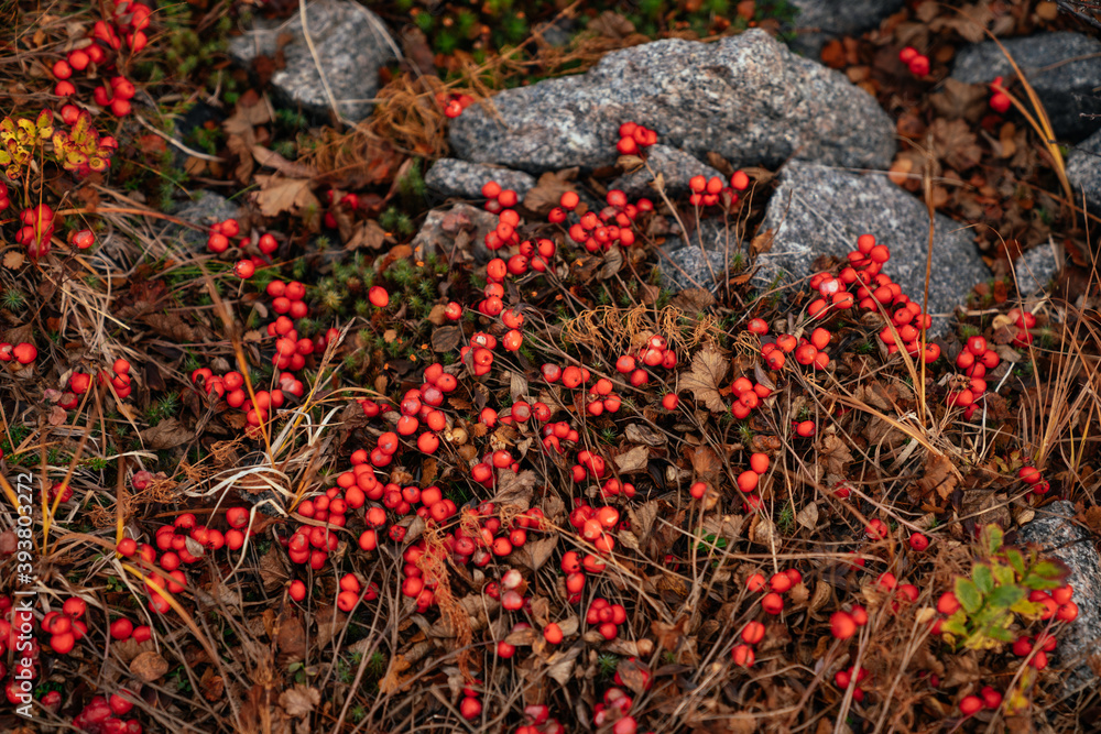 Autumn in the tundra. Yellow fern, red berries on the rocks, autumn colors on the moss background. Tundra, Kola peninsula, Russia.Beautiful landscape of forest-tundra Autumn in the tundra. Yellow fern, red berries on the rocks, autumn colors on the moss background. Tundra, Kola peninsula, Russia.Beautiful landscape of forest-tundra