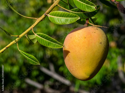 mango on a tree © Zoomtraveller