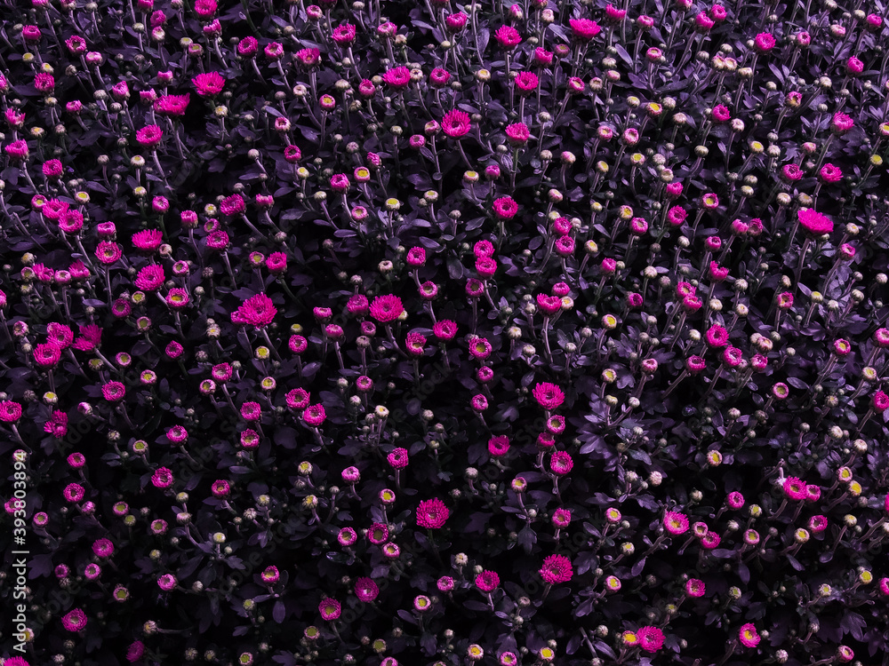 Small pink chrysanthemums in autumn Small pink chrysanthemums in autumn