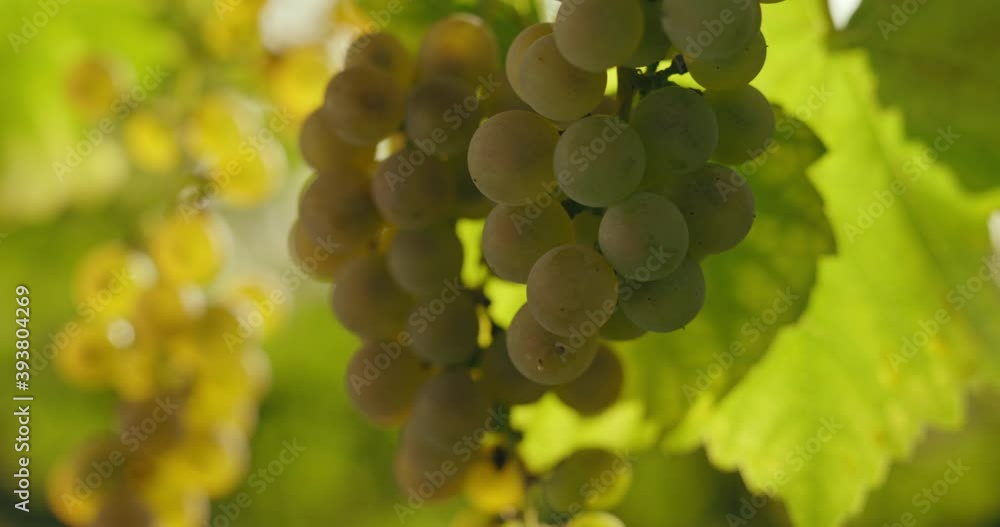Green grapes in the vineyard with a light breeze, dolly shot Green grapes in the vineyard with a light breeze, dolly shot