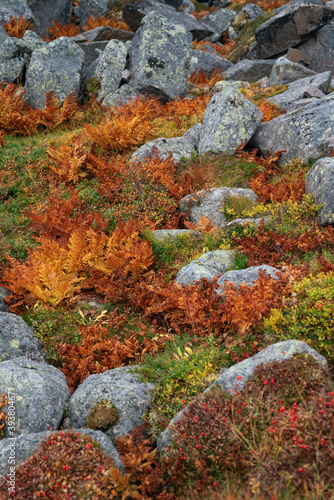 Autumn in the tundra. Yellow fern,  red berries on the rocks, autumn colors on the moss background. Tundra, Kola peninsula, Russia.Beautiful landscape of forest-tundra © oluuuka