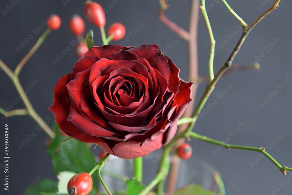 Rose and wild rose fruits red and dark background róża i owoce dzikiej róży w bukiecie - obrazy, fototapety, plakaty 