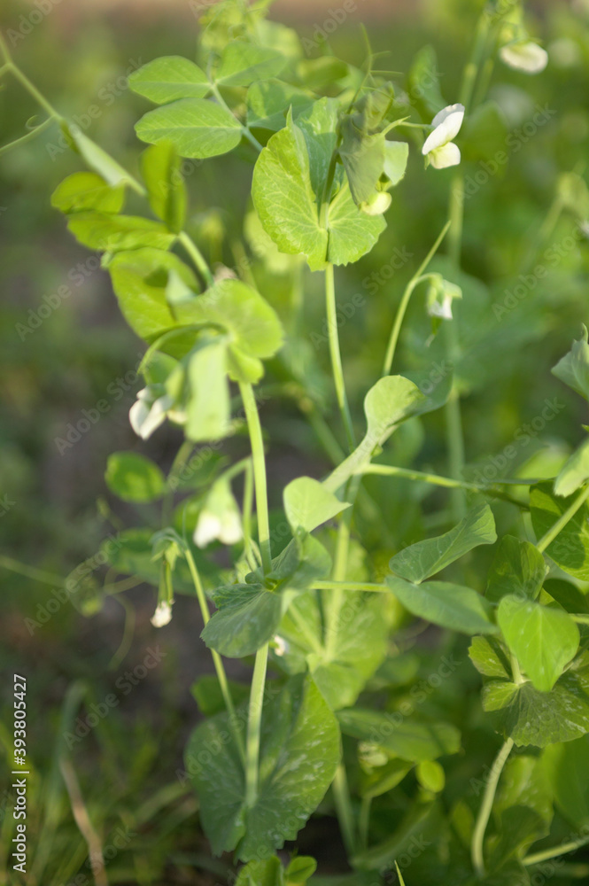 Petit Pois Petit Pois