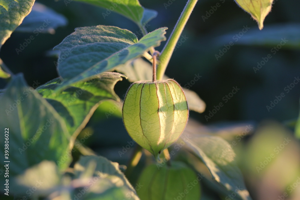 Obraz premium Physalis