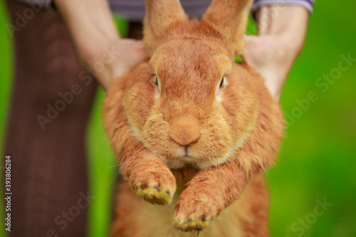big red rabbit close up