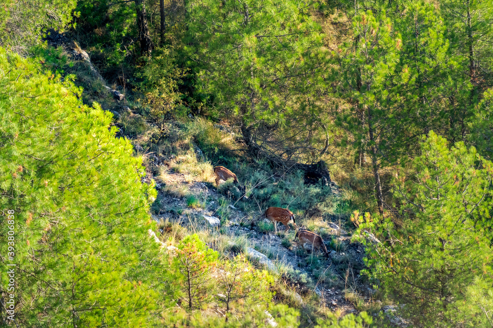 Baby fallow deers feeding, top view Baby fallow deers feeding, top view
