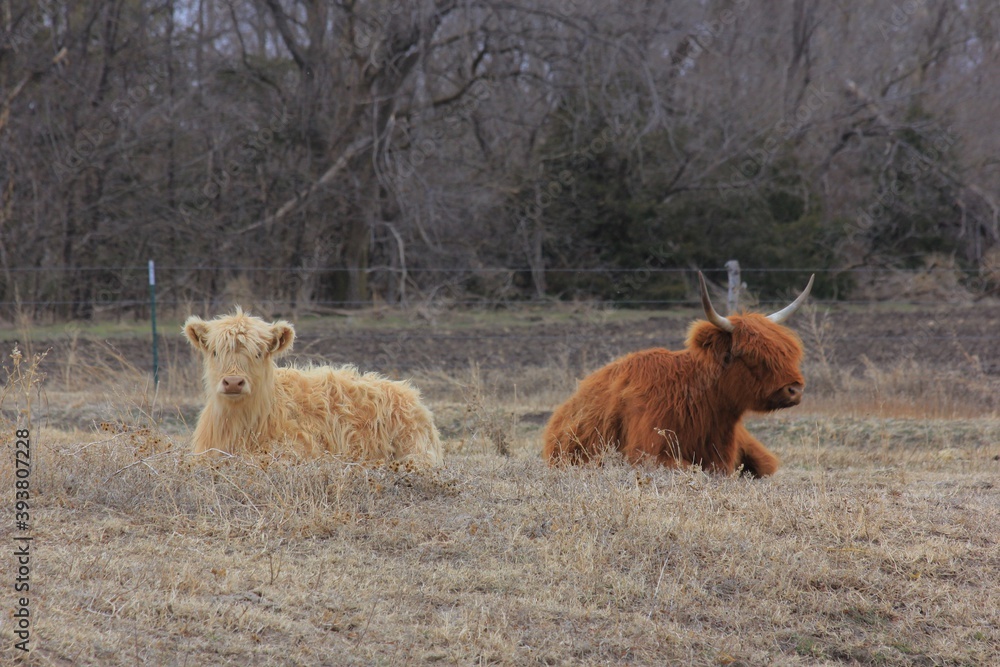 Scotty Highland cattle in a pasture in the winter with a fence,grass and tree's west of Nickerson Kansas USA out in the country. Scotty Highland cattle in a pasture in the winter with a fence,grass and tree's west of Nickerson Kansas USA out in the country.