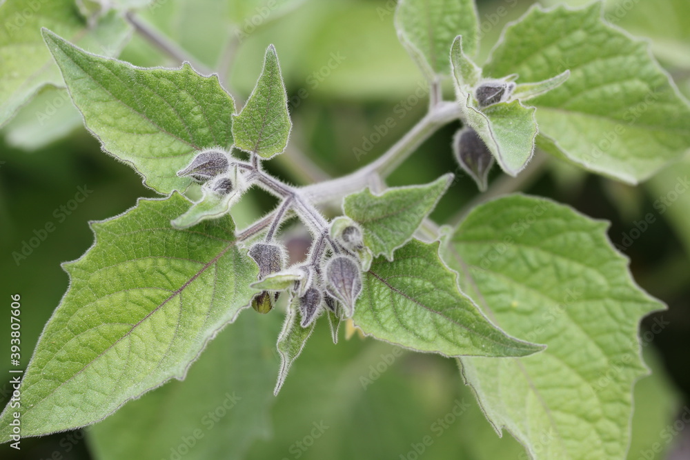 Physalis Physalis