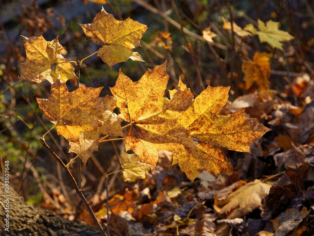 maple tree with yellow and multicolor leaves at autumn