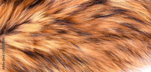 Polar Fox fur as texture or background
