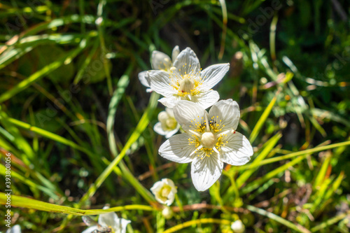 Fototapeta Naklejka Na Ścianę i Meble -  Parnassia palustris flowers in Vanoise national Park, France