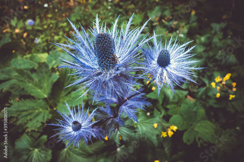 alpine sea holly  Eryngium alpinum  in Savoie  France