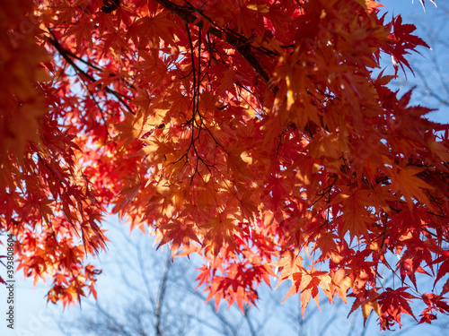 紅葉の季節