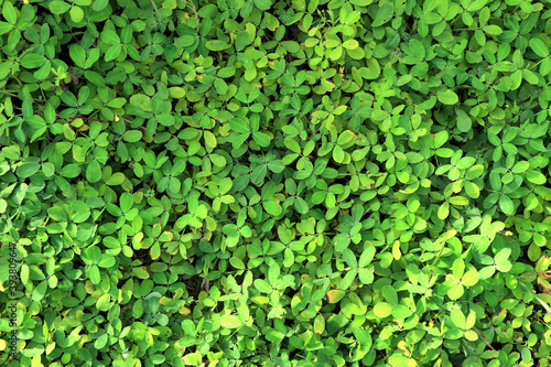 Green leaf texture for background