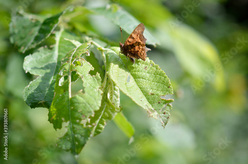 Brown comma butterfly on a green leaf in nature macro.