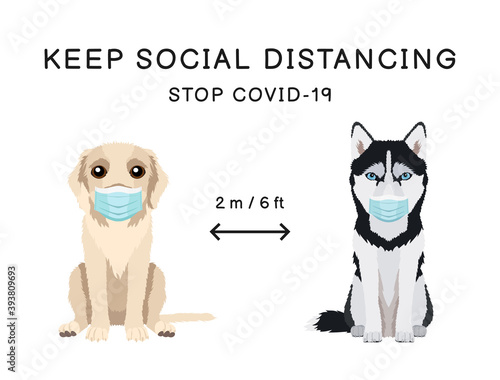 Coronavirus infection spreading prevention information sign with pets wearing protective face masks. Labrador retriever and siberian husky. Inscription Keep social distancing. Stop covid-19 