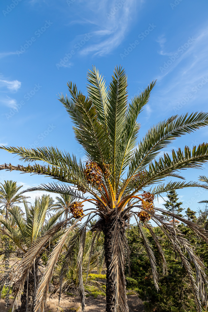 Date palms in the province of Alicante, Costa Blanca, Spain