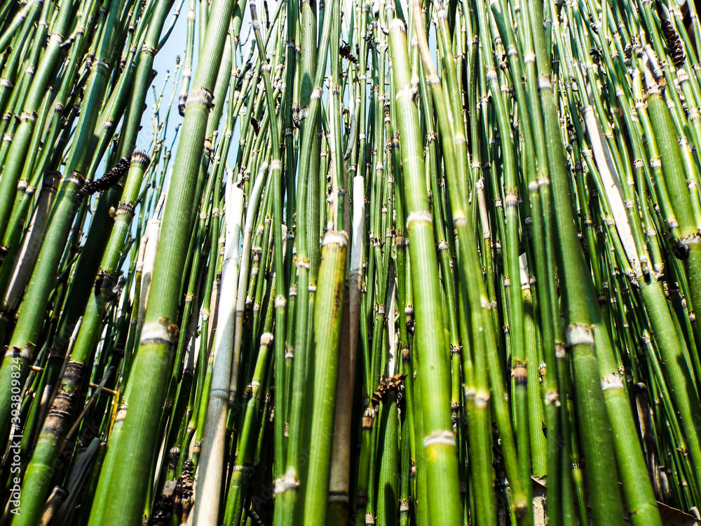 Fototapeta premium 青空とトクサ